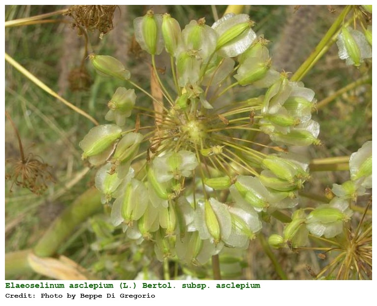 Elaeoselinum asclepium (L.) Bertol. subsp. asclepium